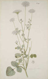 精美绘画草本植物图谱