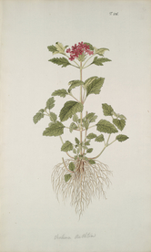 精美绘画草本植物图谱