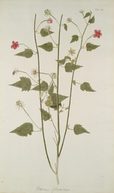 精美绘画草本植物图谱