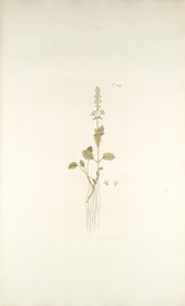 精美绘画草本植物图谱