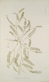 精美绘画草本植物图谱