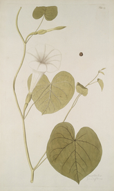 精美绘画草本植物图谱