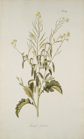 精美绘画草本植物图谱