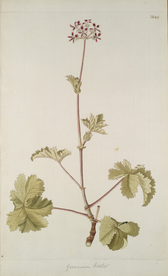 精美绘画草本植物图谱