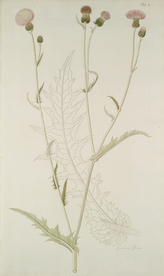 精美绘画草本植物图谱