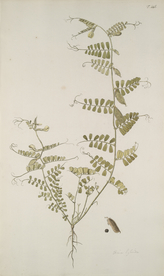 精美绘画草本植物图谱