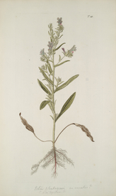 精美绘画草本植物图谱