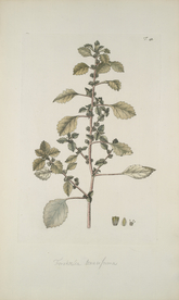 精美绘画草本植物图谱