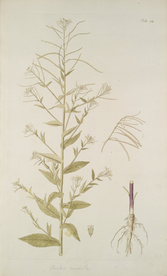 精美绘画草本植物图谱