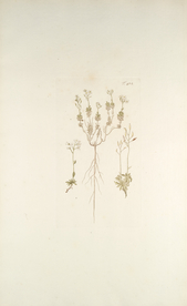 精美绘画草本植物图谱