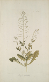 精美绘画草本植物图谱