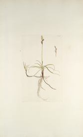 精美绘画草本植物图谱