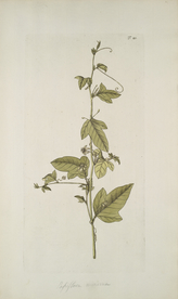 精美绘画草本植物图谱