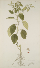 精美绘画草本植物图谱