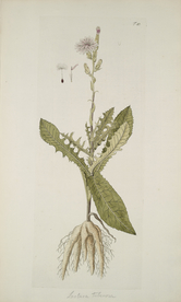 精美绘画草本植物图谱