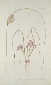 精美绘画草本植物图谱