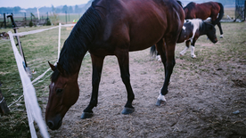 骏马马匹马儿图片