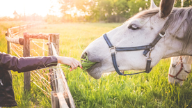 骏马马匹马儿图片