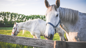 骏马马匹马儿图片