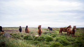 骏马马匹马儿图片