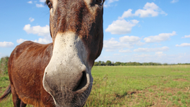 骏马马匹马儿图片