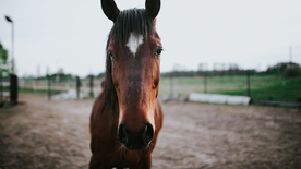 骏马马匹马儿图片