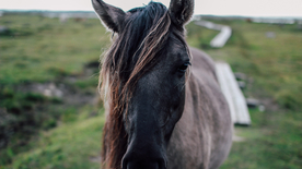 骏马马匹马儿图片