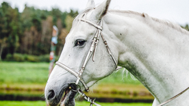 骏马马匹马儿图片