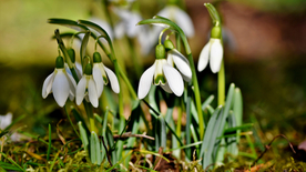 雪花莲清新图片