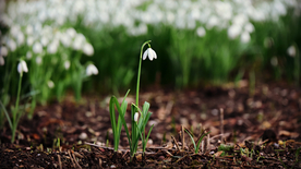 雪花莲清新图片