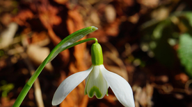 雪花莲清新图片