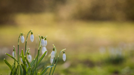雪花莲清新图片