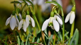 雪花莲清新图片