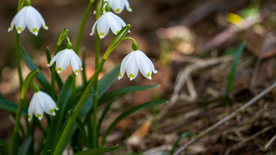 雪花莲清新图片