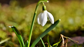 雪花莲清新图片