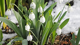 雪花莲清新图片