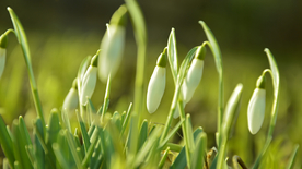 雪花莲清新图片