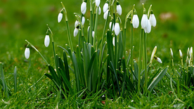 雪花莲清新图片