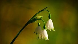 雪花莲清新图片