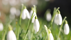 雪花莲清新图片