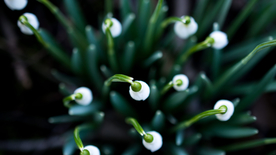雪花莲清新图片