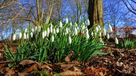 雪花莲清新图片