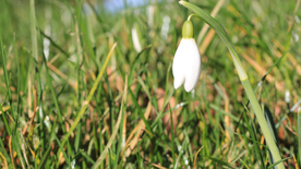 雪花莲清新图片