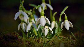 雪花莲清新图片