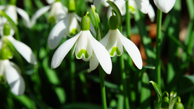 雪花莲清新图片
