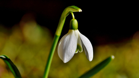 雪花莲清新图片