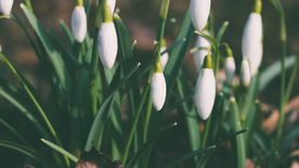 雪花莲清新图片