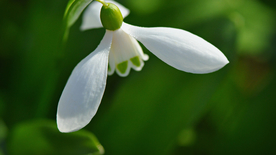 雪花莲清新图片