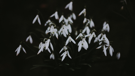 雪花莲清新图片