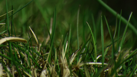 雪花莲清新图片